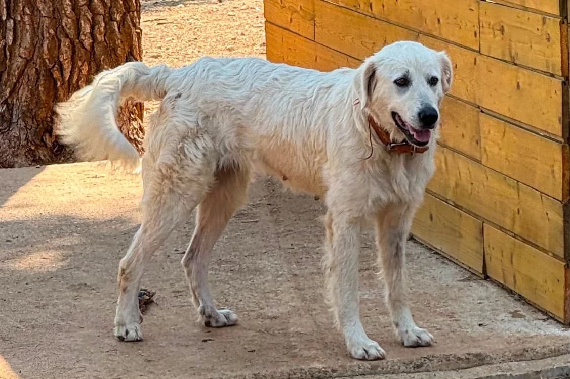 TOSCA, female 4yo mixed breed for adoption at SPA Aix-en-Provence, Aix
