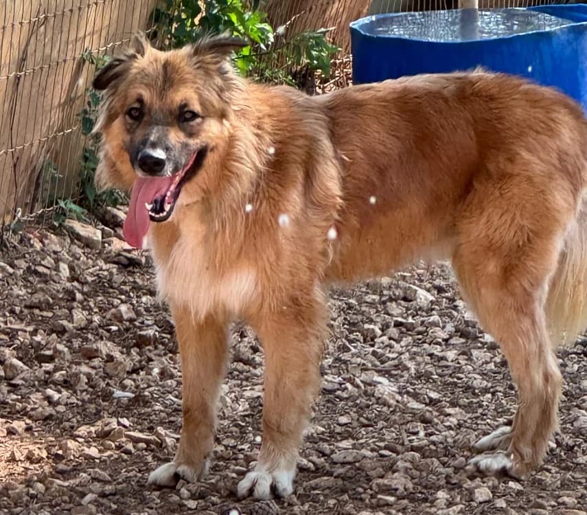 Gustave, male young Mixed Breed for adoption at SPA Aix-en-Provence, Aix
