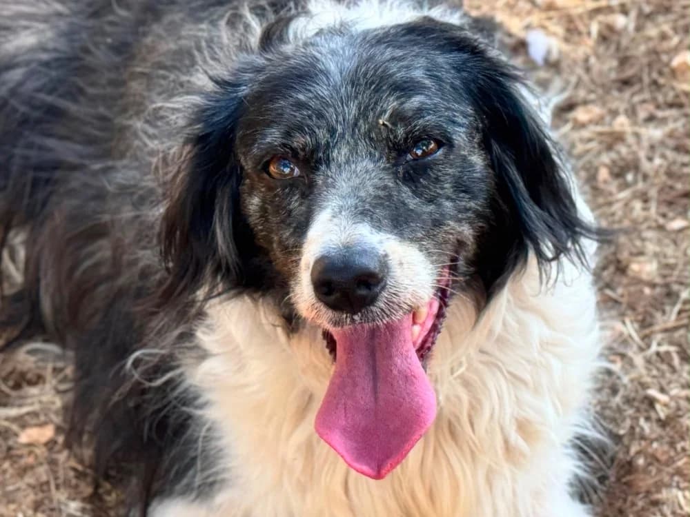 Lily, female senior mixed breed for adoption at SPA Aix-en-Provence, Aix
