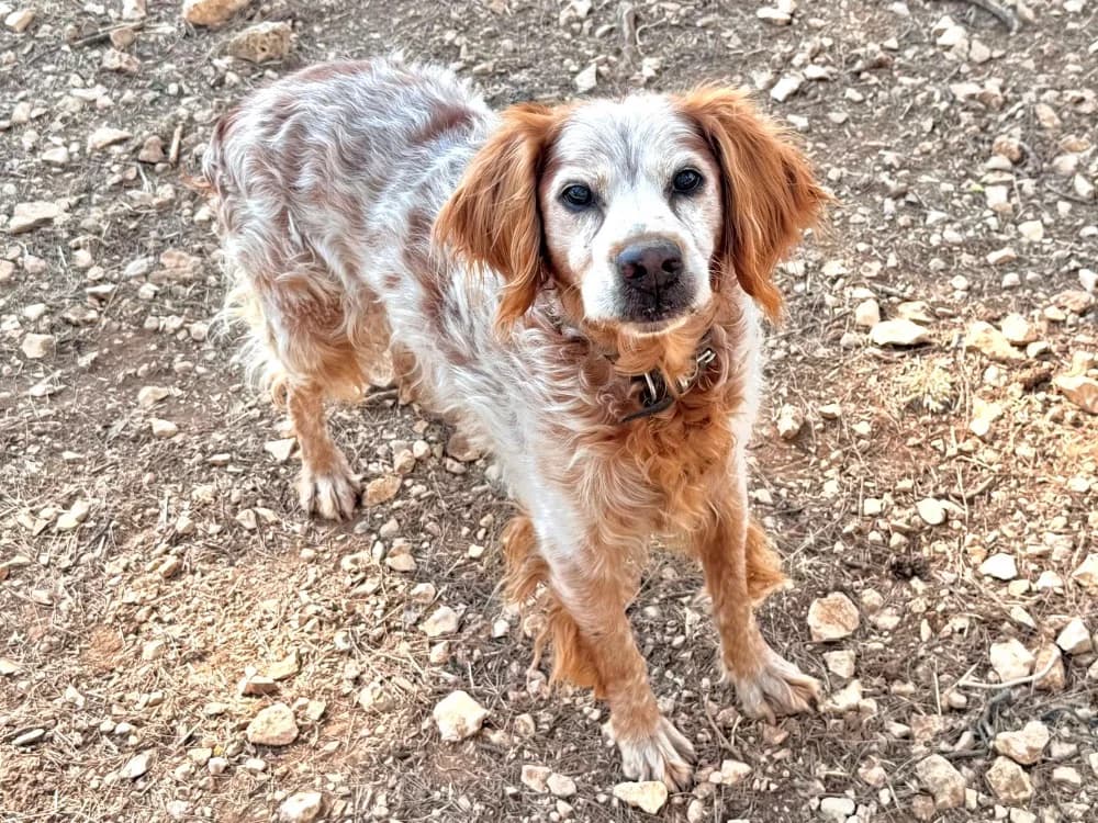 Billy, male senior mixed breed for adoption at SPA Aix-en-Provence, Aix