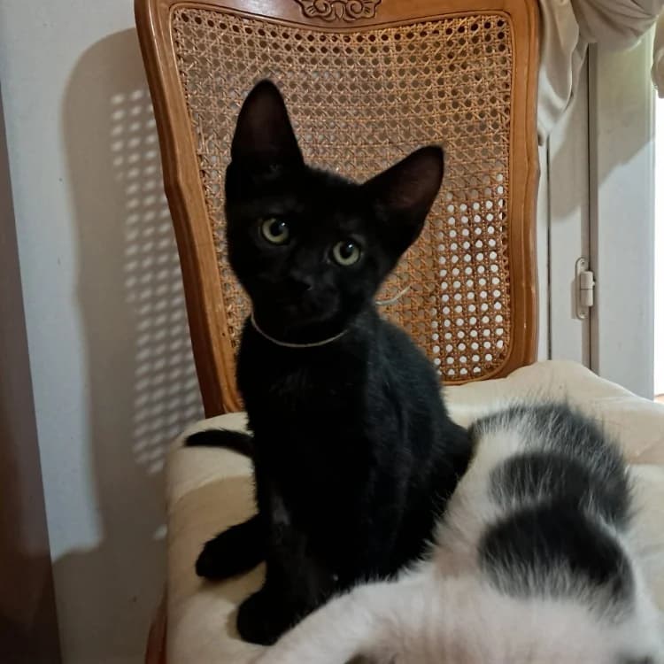 BLACKIE, female mixed breed for adoption at SPA Aix-en-Provence, Aix