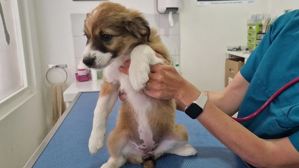 BAYA, female puppy Mixed Breed for adoption at Maison SPA), Ajaccio