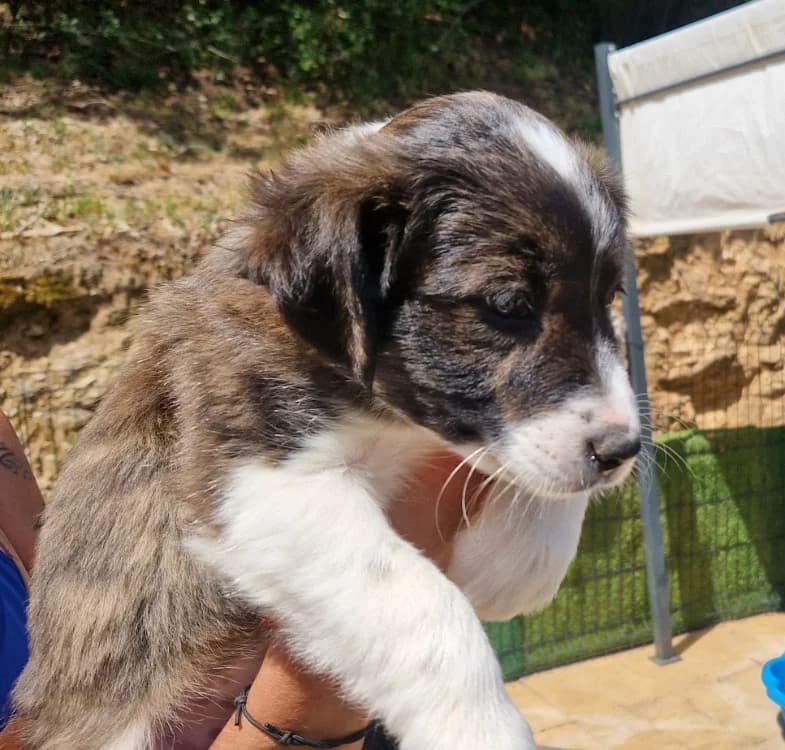 BELOTE, female puppy Mixed Breed for adoption at Maison SPA), Ajaccio