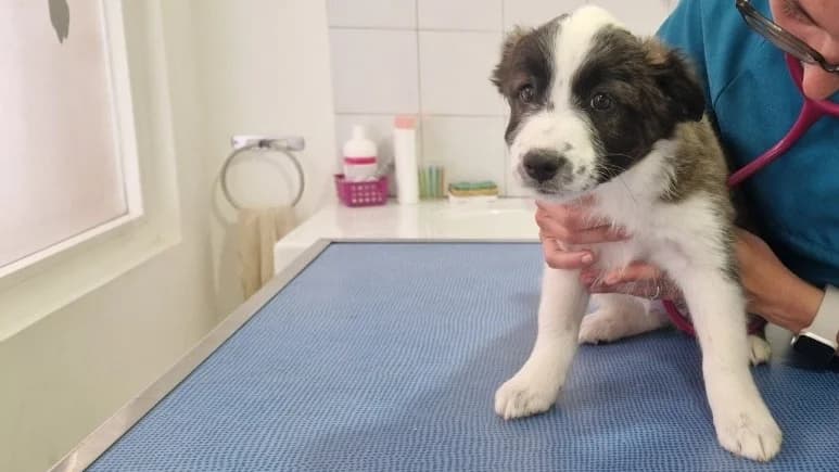 BIPSY, female puppy Mixed Breed for adoption at Maison SPA), Ajaccio