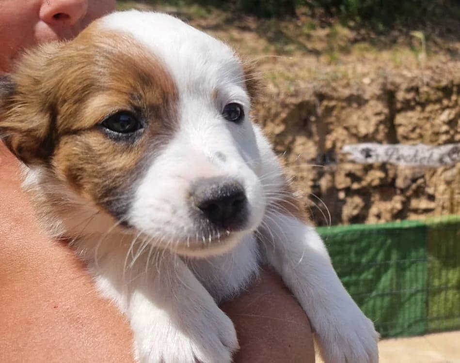 BISCOTTE, female puppy mixed breed for adoption at Maison SPA), Ajaccio