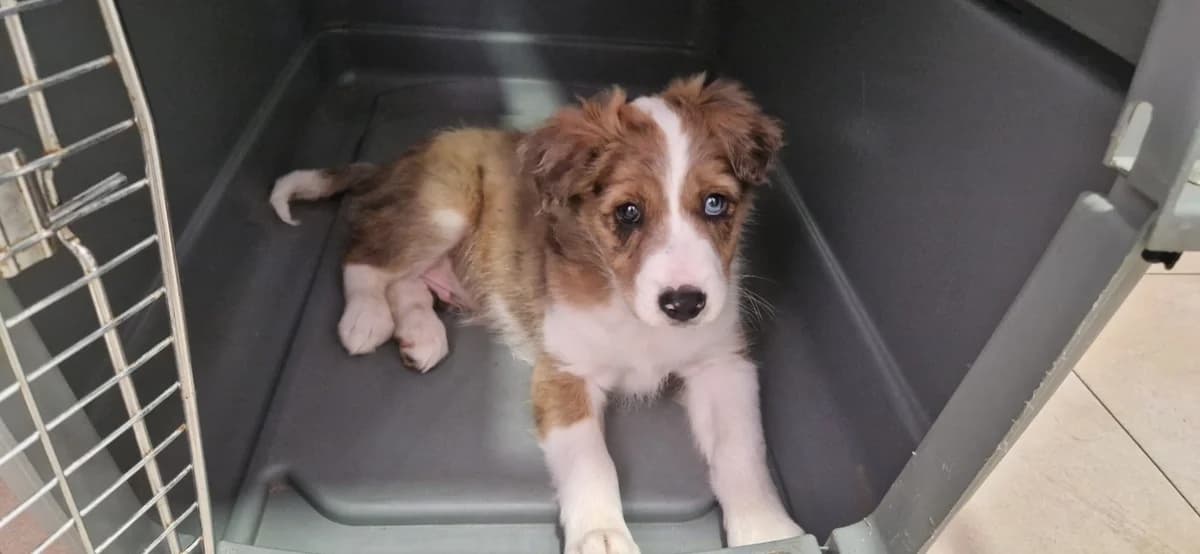 BALTO, male puppy Mixed Breed for adoption at Maison SPA), Ajaccio