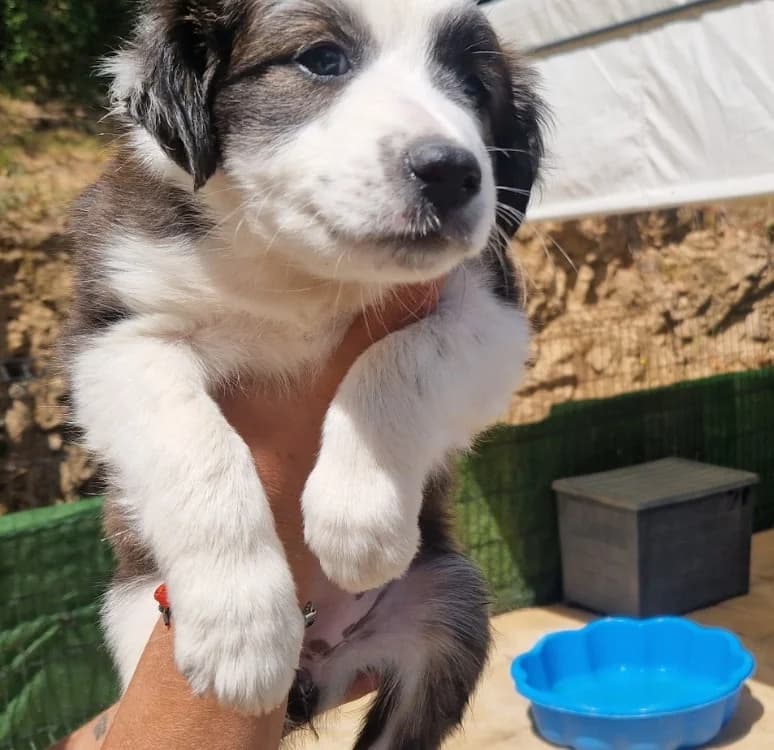 BABINE, female puppy Mixed Breed for adoption at Maison SPA), Ajaccio
