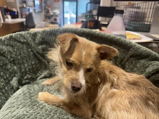 ACE, male Chihuahua for adoption at Maison SPA), Ajaccio
