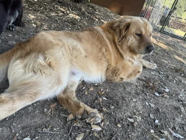 RIBEDDU, male 7yo Golden Retriever for adoption at Maison SPA), Ajaccio