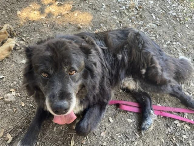BOWLY, male 7yo Golden Retriever for adoption at Maison SPA), Ajaccio