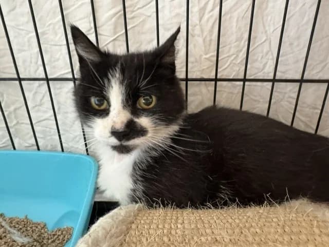 PISTACHE, female senior Mixed Breed for adoption at Maison SPA), Ajaccio