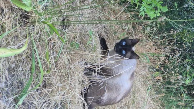 MOON, female young Mixed Breed for adoption at Maison SPA), Ajaccio