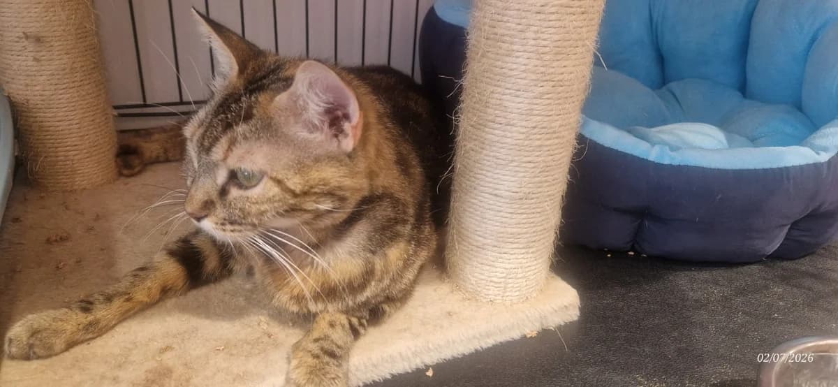 MUSCADE, female senior Mixed Breed for adoption at Maison SPA), Ajaccio