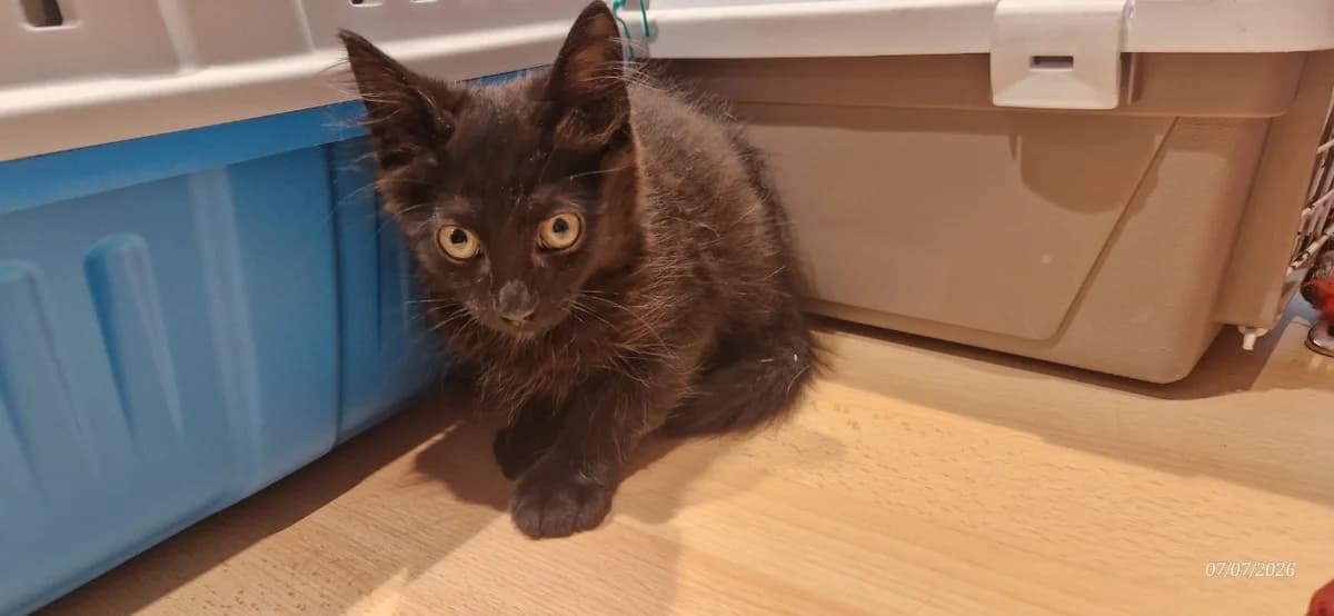 KROTMOU, male Mixed Breed for adoption at Maison SPA), Ajaccio