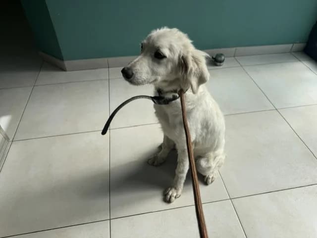 NALA, female Belgian Malinois for adoption at Maison SPA), Ajaccio