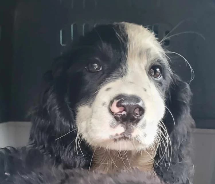 STORM, male mixed breed for adoption at Maison SPA), Ajaccio
