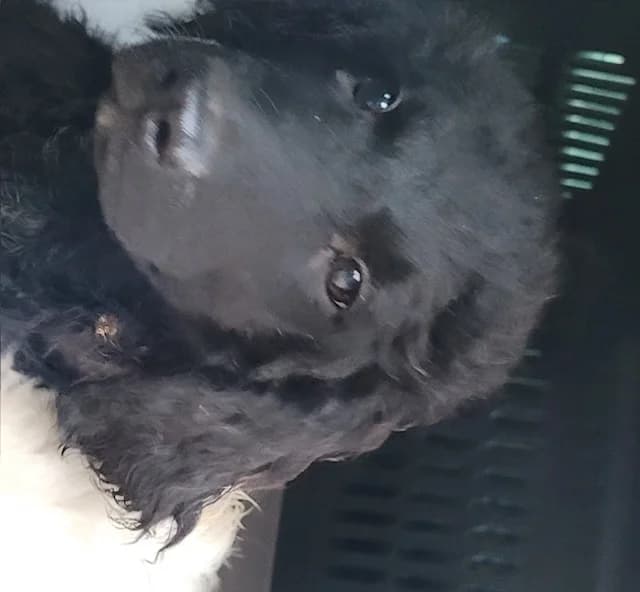 ECHO, female Border Collie for adoption at Maison SPA), Ajaccio