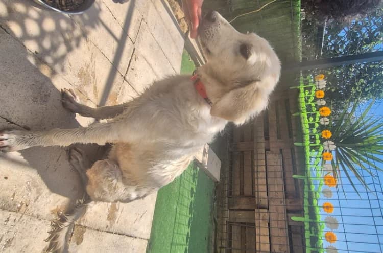 TOSCA, female 4yo mixed breed for adoption at Maison SPA), Ajaccio