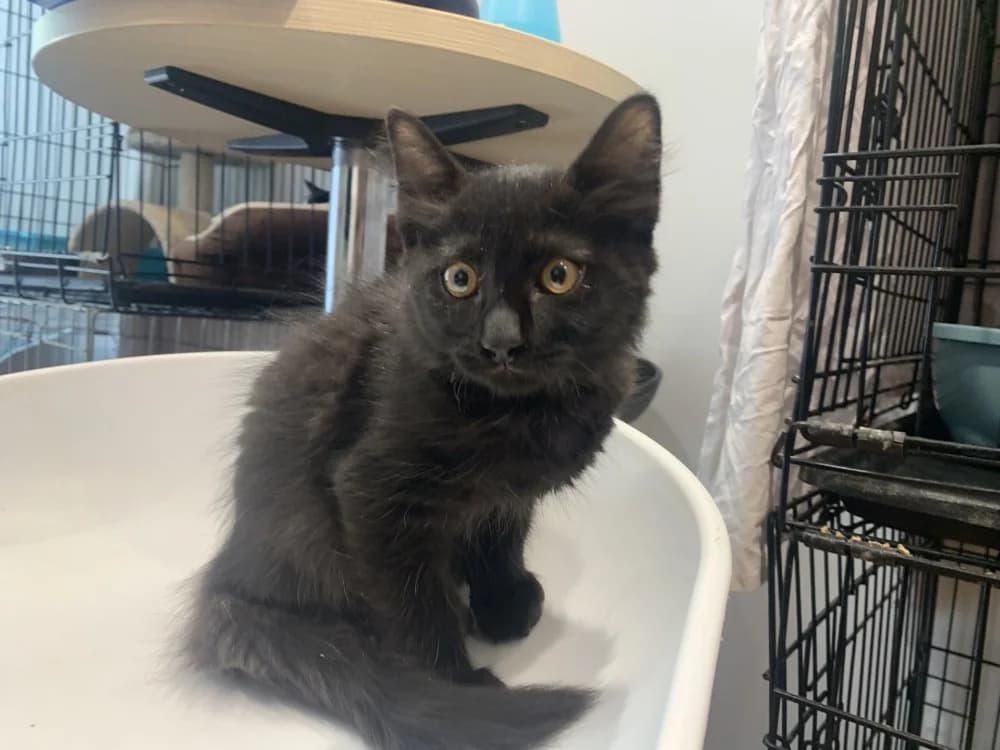 BLACKY, female mixed breed for adoption at Maison SPA), Ajaccio