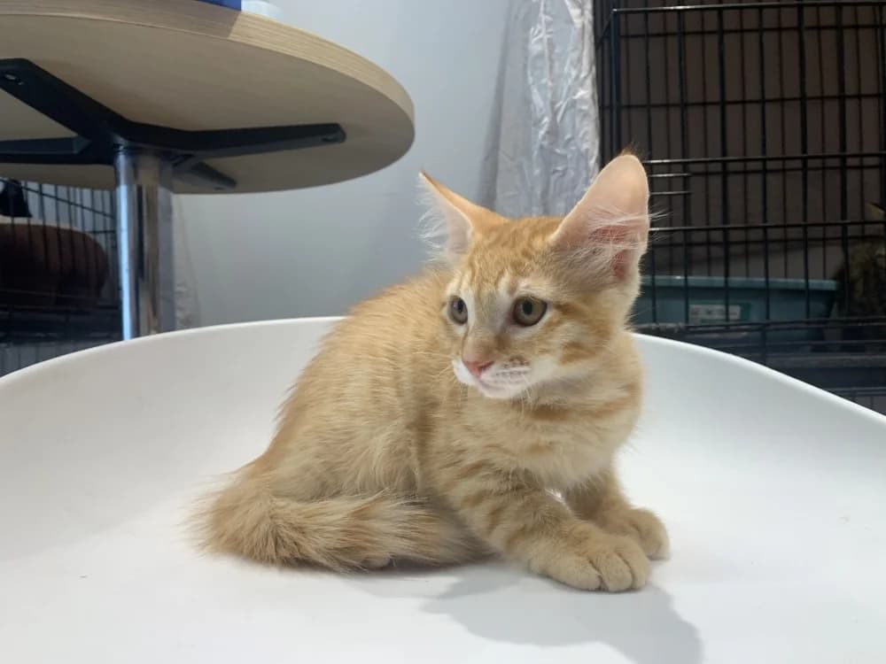 MUFASA, male Mixed Breed for adoption at Maison SPA), Ajaccio
