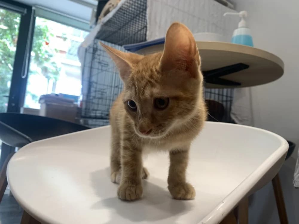 SUN, male Mixed Breed for adoption at Maison SPA), Ajaccio
