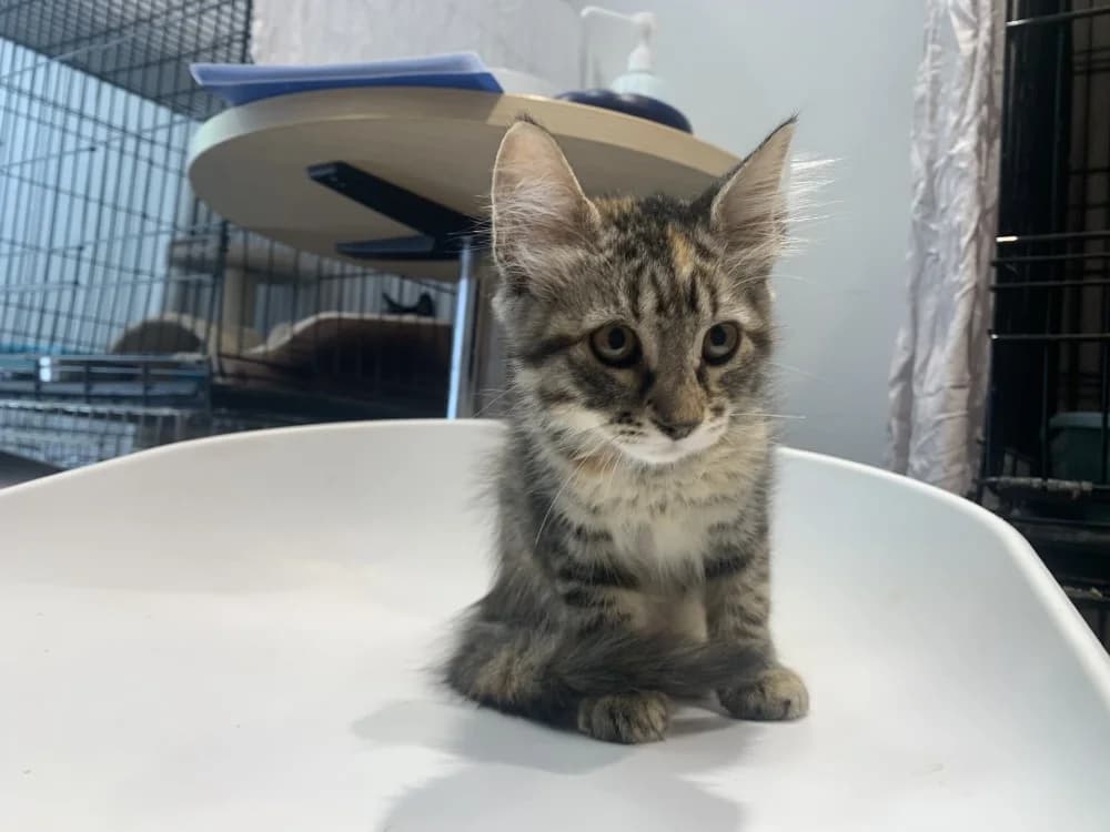 MOON, female mixed breed for adoption at Maison SPA), Ajaccio