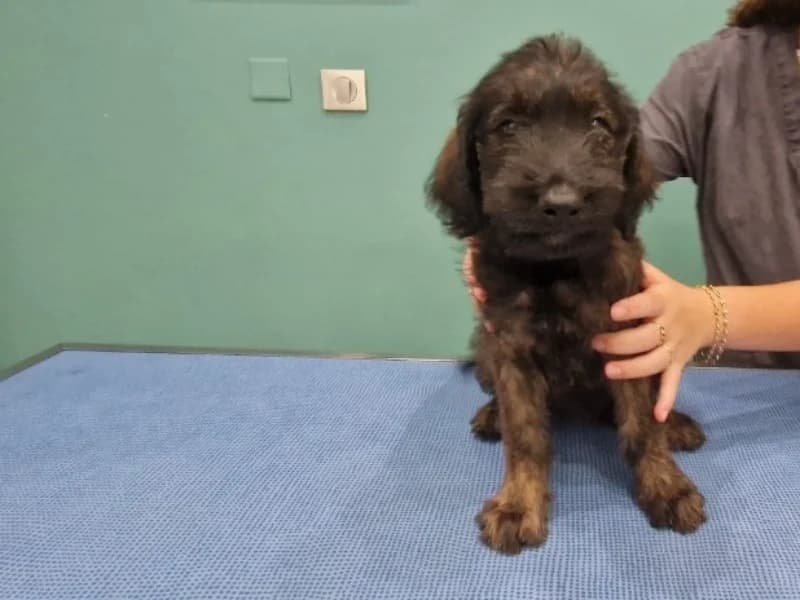 REGLISSE, female mixed breed for adoption at Maison SPA), Ajaccio