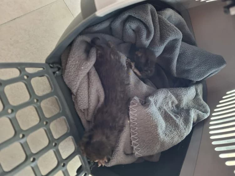 PERLE, female Mixed Breed for adoption at Maison SPA), Ajaccio