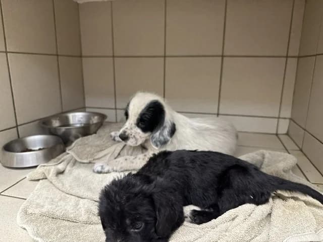 BALBOA, male mixed breed for adoption at Maison SPA), Ajaccio
