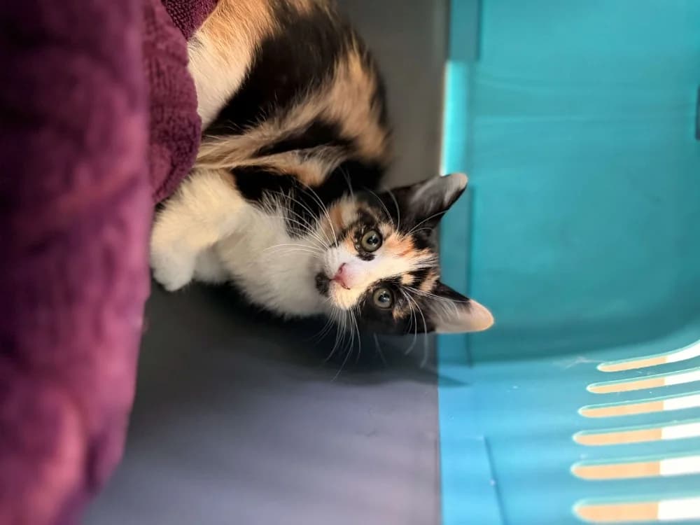 PAPAYE, female mixed breed for adoption at Maison SPA), Ajaccio