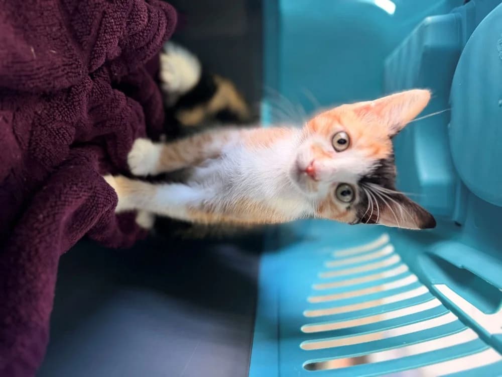 MIRABELLE, female mixed breed for adoption at Maison SPA), Ajaccio