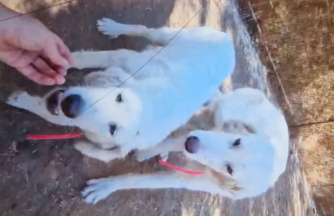 COLOMBA, female mixed breed for adoption at Maison SPA), Ajaccio