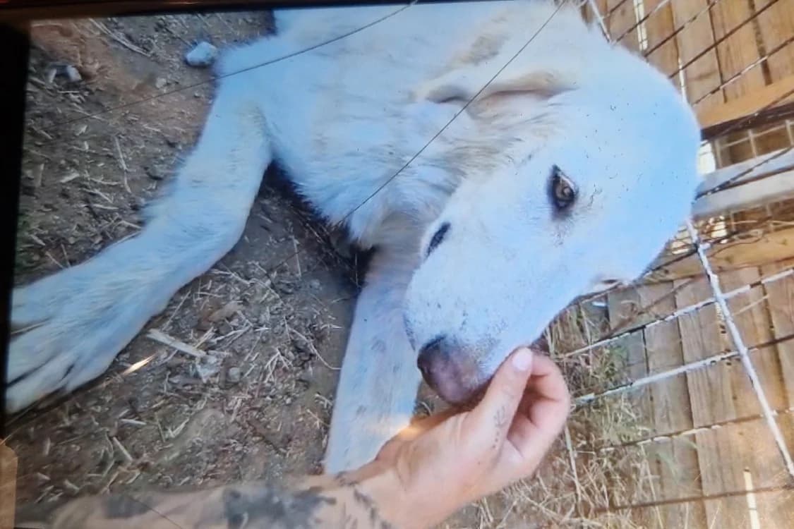 BENJI, male Mixed Breed for adoption at Maison SPA), Ajaccio