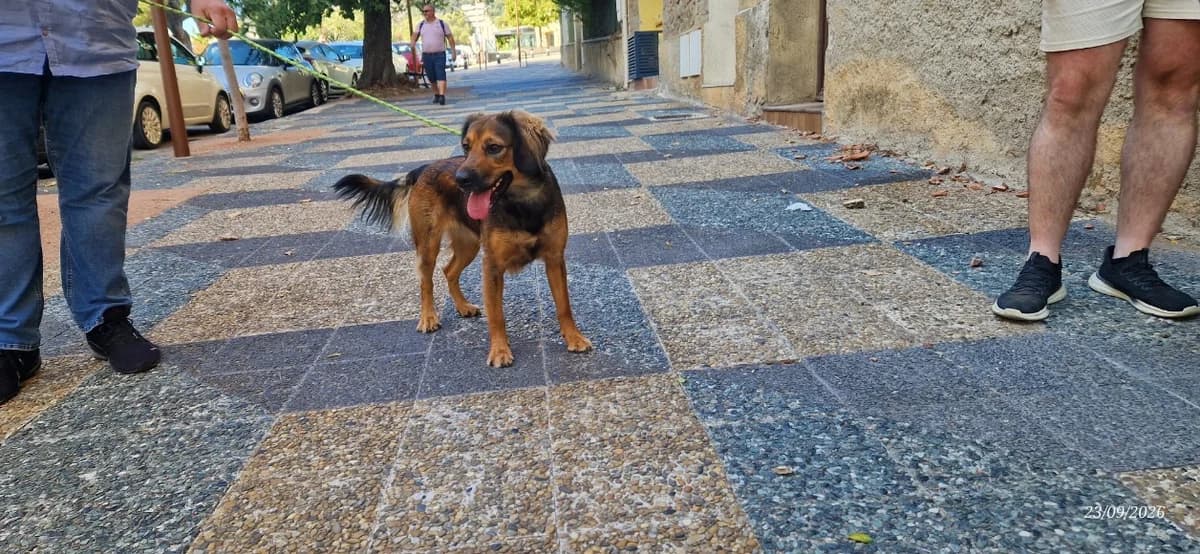 Mia, female young Beagle for adoption at Maison SPA), Ajaccio