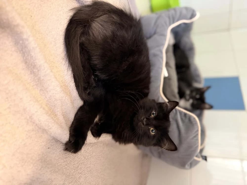 NOX, male mixed breed for adoption at Maison SPA), Ajaccio