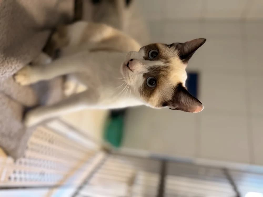 POMME, female Mixed Breed for adoption at Maison SPA), Ajaccio