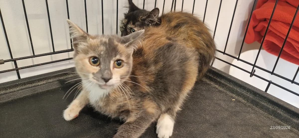 MYRTILLE, female mixed breed for adoption at Maison SPA), Ajaccio