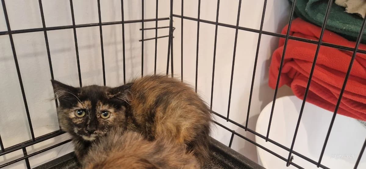 DAISY, female Mixed Breed for adoption at Maison SPA), Ajaccio