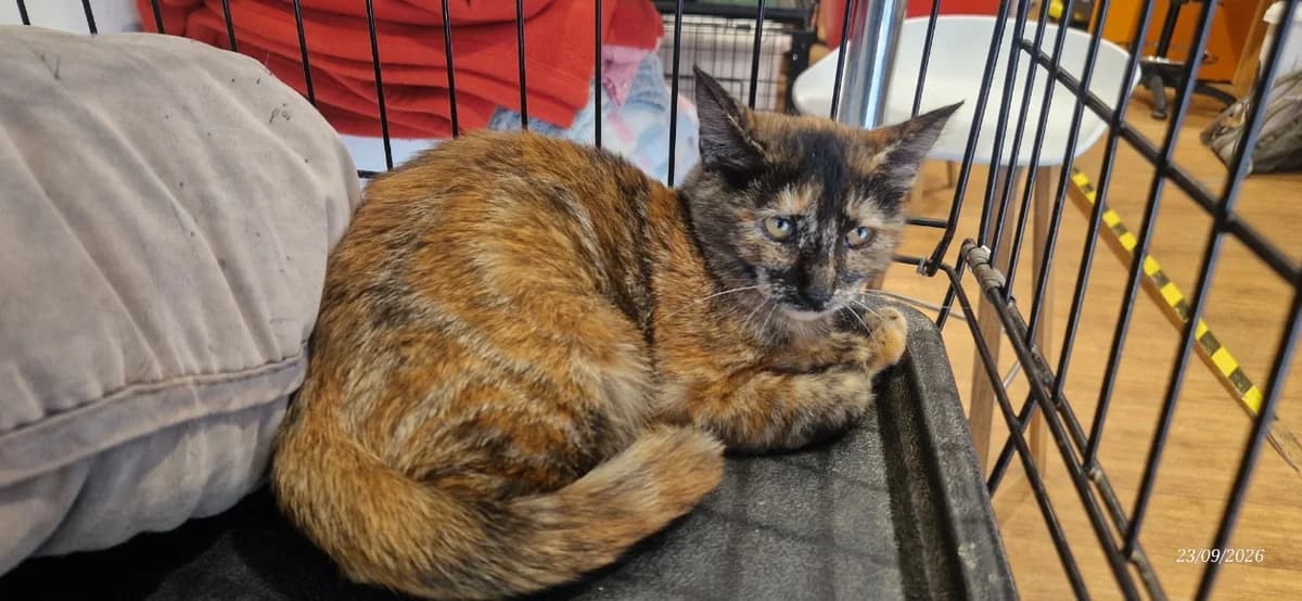 PEACH, female mixed breed for adoption at Maison SPA), Ajaccio