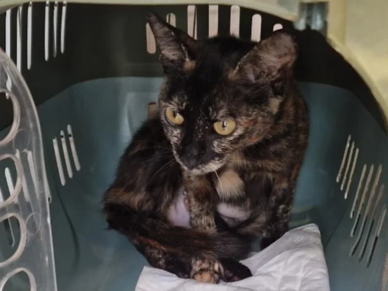 MISTY, female mixed breed for adoption at Maison SPA), Ajaccio