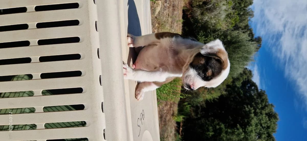 RYU, male Mixed Breed for adoption at Maison SPA), Ajaccio