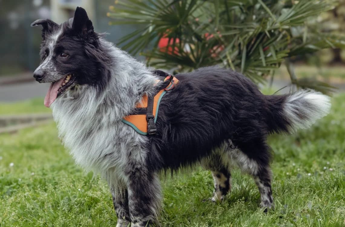 Pif, male 7yo Border Collie for adoption at SPA Albi (Le Garric), Albi