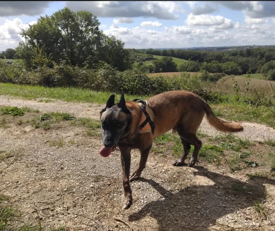 Jack, male Belgian Malinois for adoption at SPA Albi (Le Garric), Albi