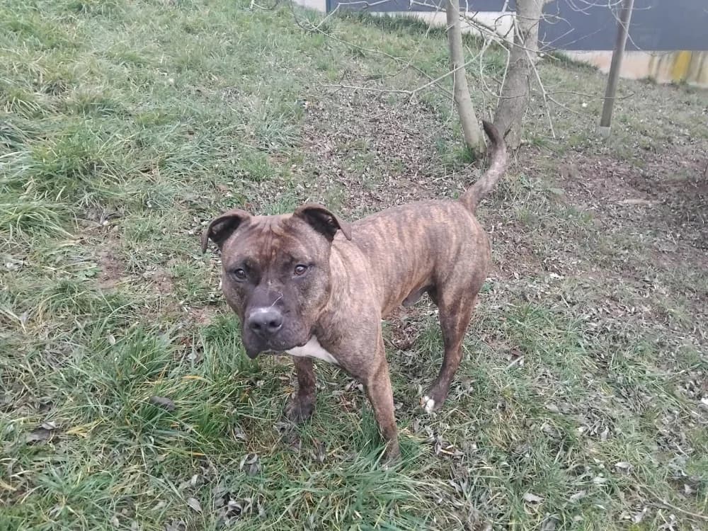 Barry, male 5yo Presa Canario for adoption at SPA Albi (Le Garric), Albi
