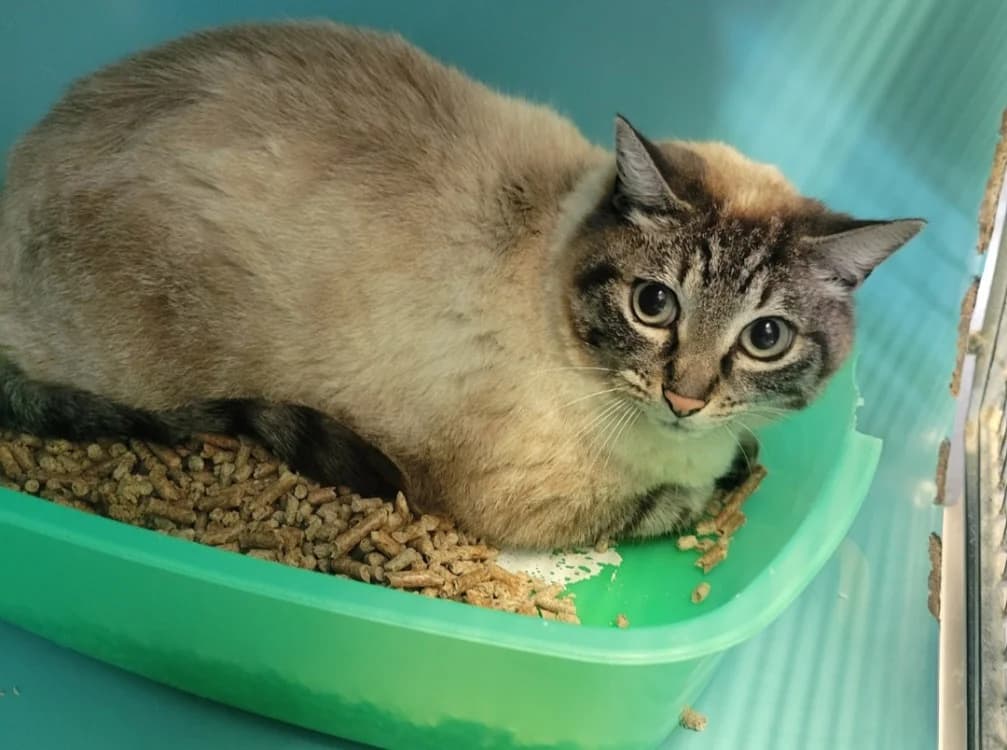 Fimou, male 5yo Siamese for adoption at SPA Albi (Le Garric), Albi