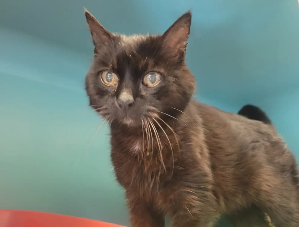 GREY, female mixed breed for adoption at SPA Albi (Le Garric), Albi