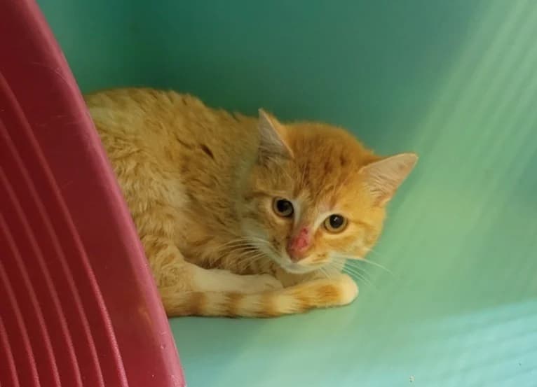 scorpion, female mixed breed for adoption at SPA Albi (Le Garric), Albi