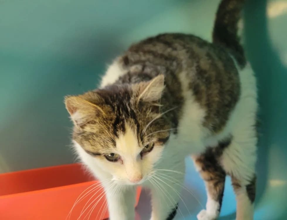 Caline, female young Mixed Breed for adoption at SPA Albi (Le Garric), Albi