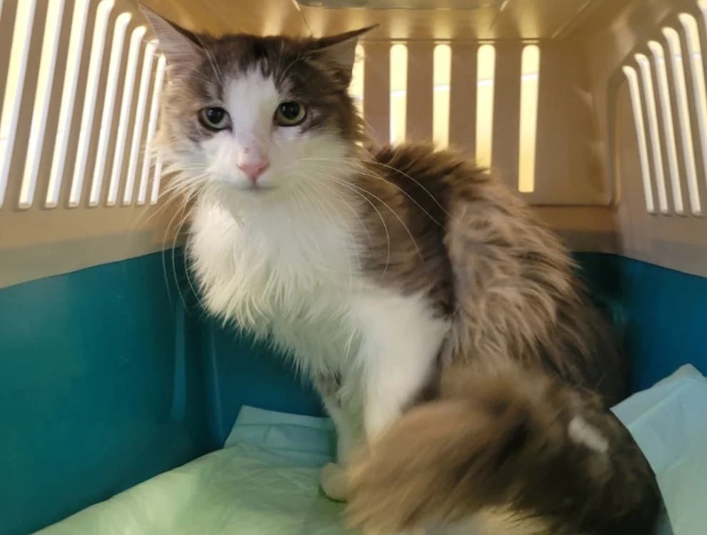 Gémeaux, male Mixed Breed for adoption at SPA Albi (Le Garric), Albi