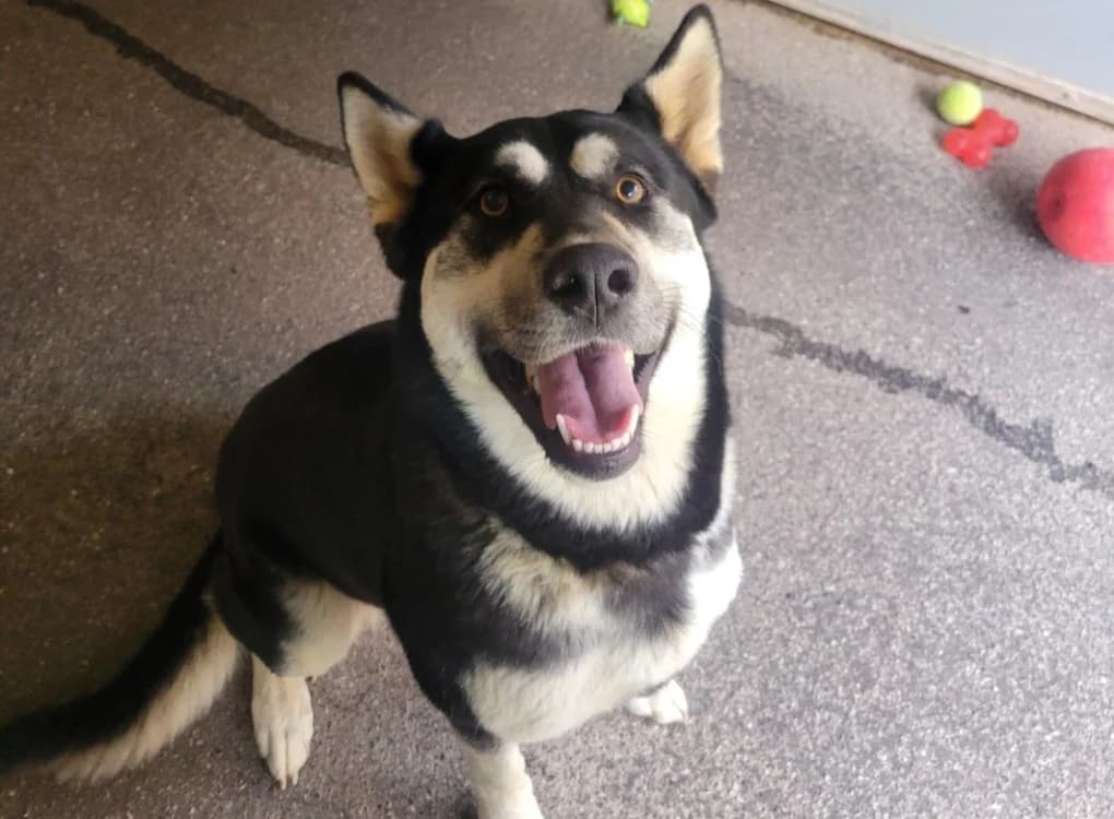 MAYA, female Alaskan Malamute for adoption at SPA Albi (Le Garric), Albi